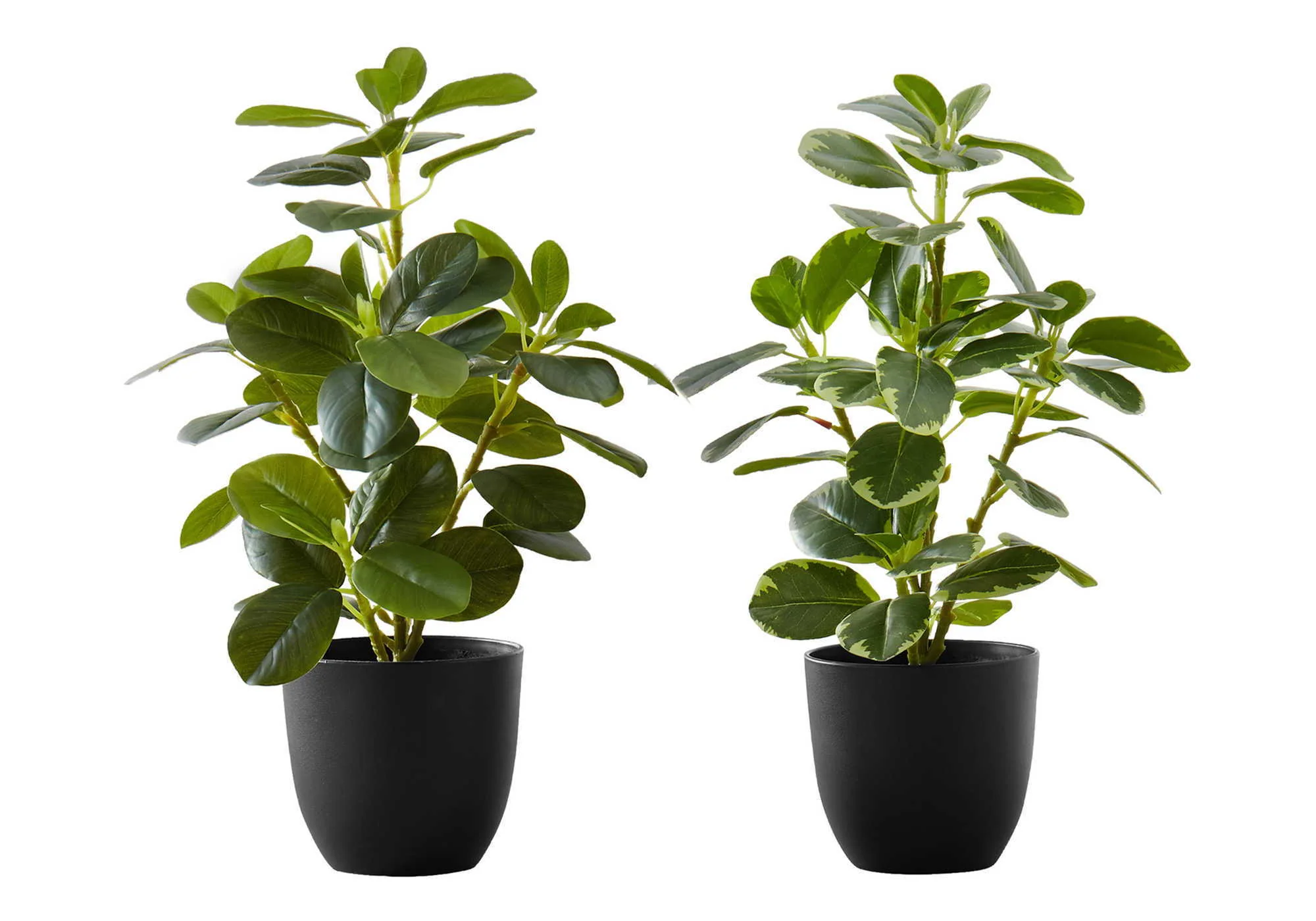 14" Tall, Artificial Plant, Ficus, Indoor, Faux, Fake, Table, Greenery, Potted, Decorative (Set of 2) - Green / Black - Image 4