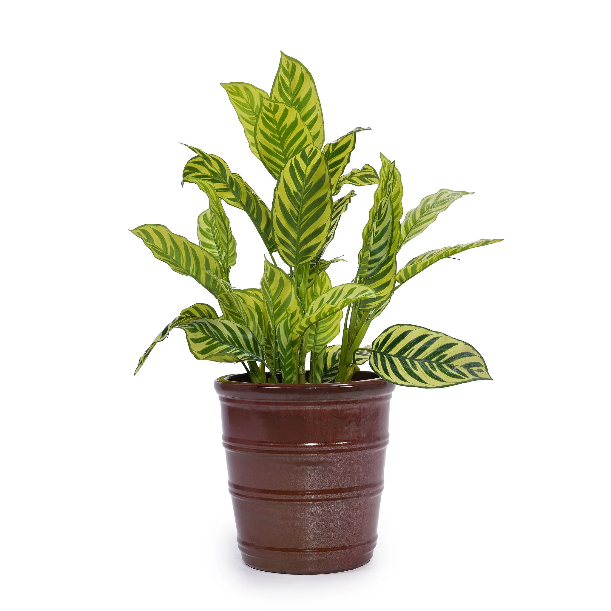 3 Pieces Flowerpot, Planter For Patio, Garden Or Windowsills - Image 17