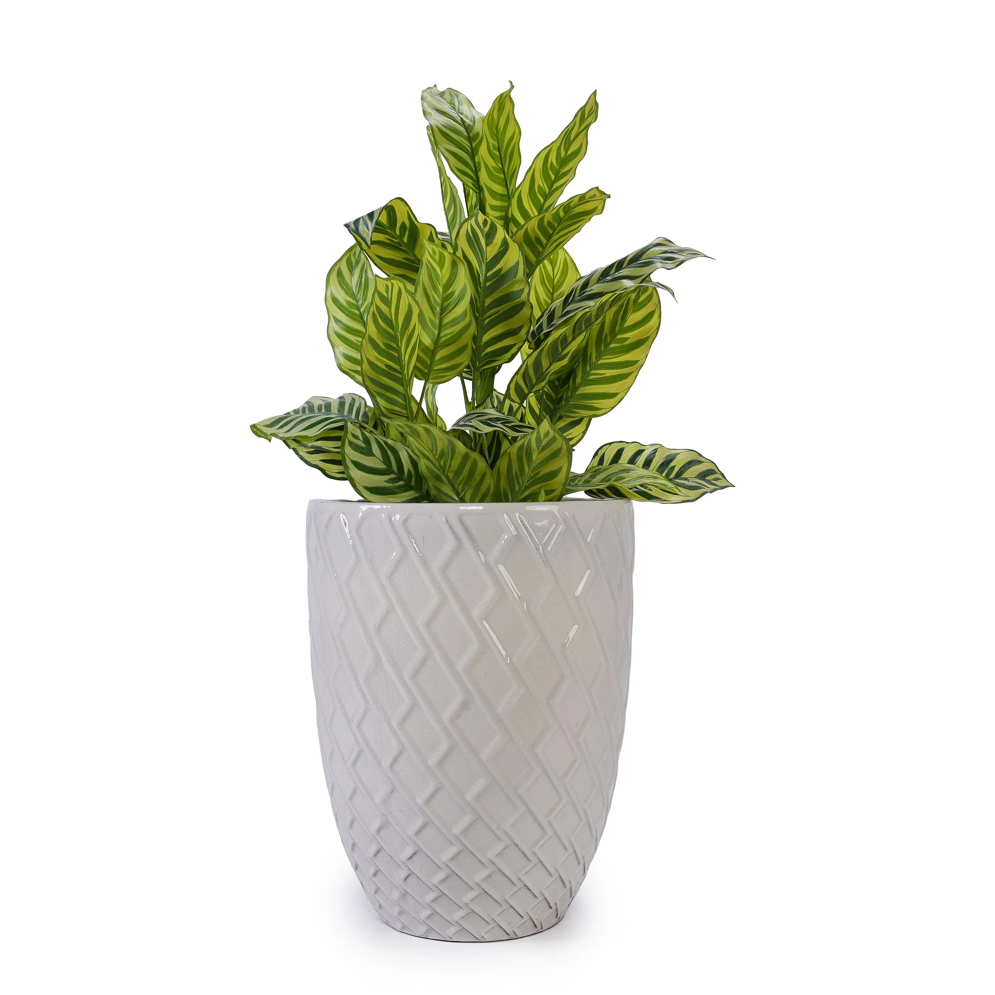 Ceramic Flowerpot, Planter For Patio, Garden, Windowsill - Image 7