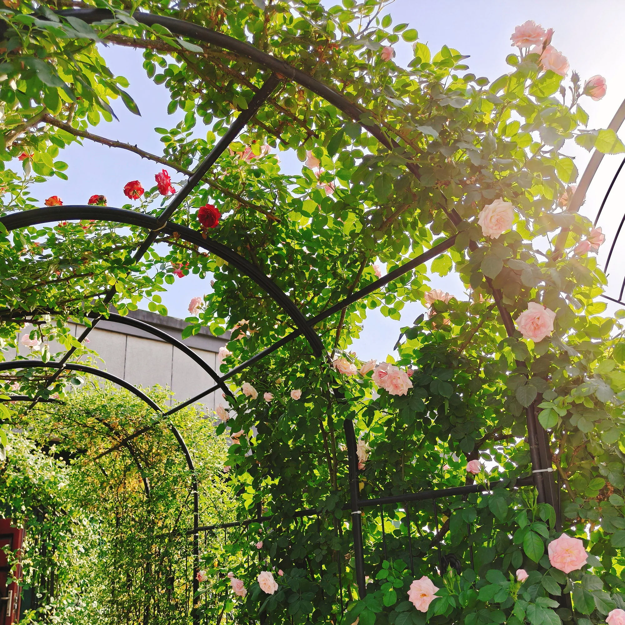 Metal Garden Arch With Gate High Climbing Plants Support Rose Arch Outdoor - Black - Image 9